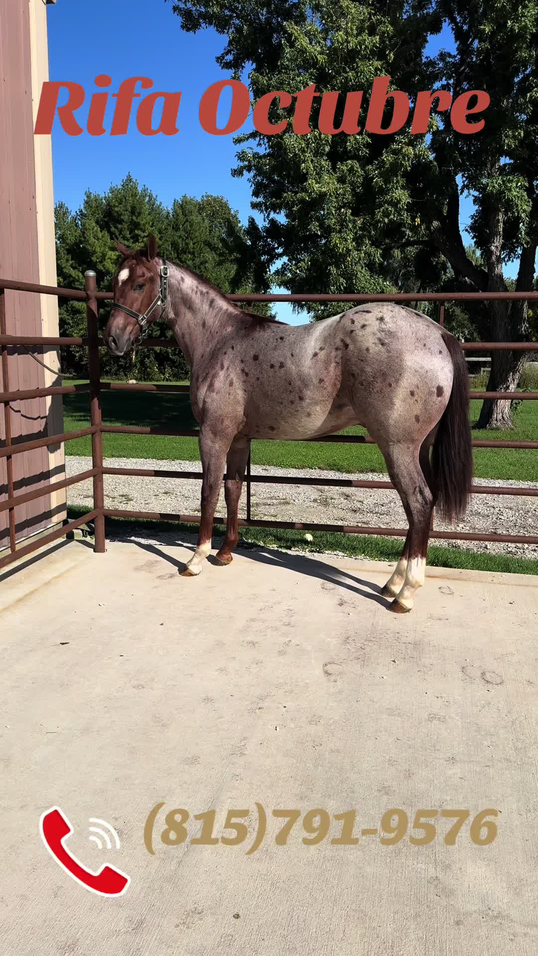 @R.L.P Quarter Horses