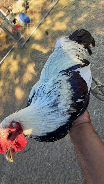 @A.MENDOZA.FARM.USA 74HWY