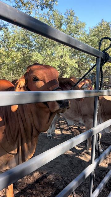 @The V6 Ranch