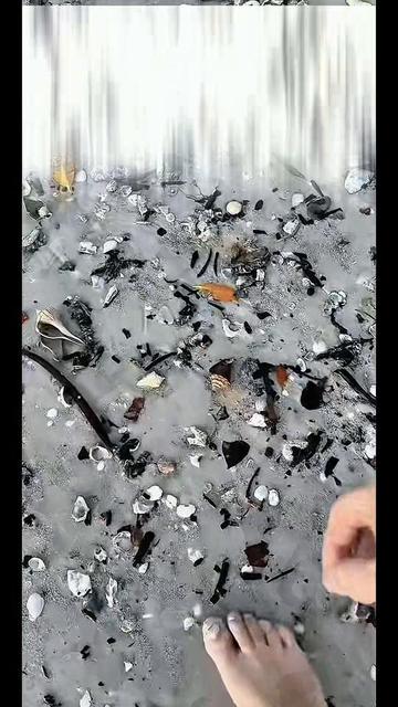 @Southwest Florida Shelling
