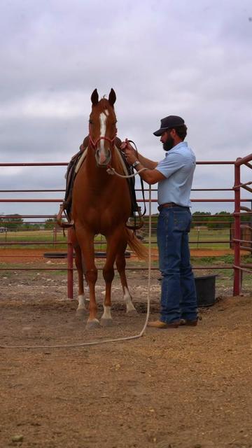 @WS Horses