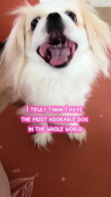 @toe beans inc!🐾
