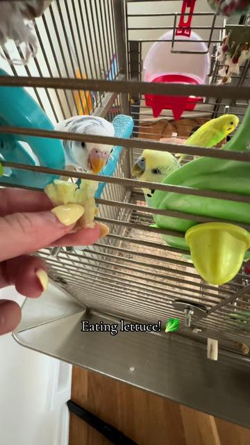 @The budgie trio