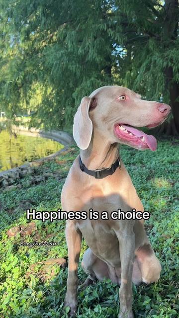 @Zoey the Weim