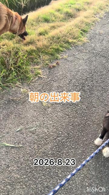 @シェパードmixサンちゃんとボーダーコリーのヘルツォーク