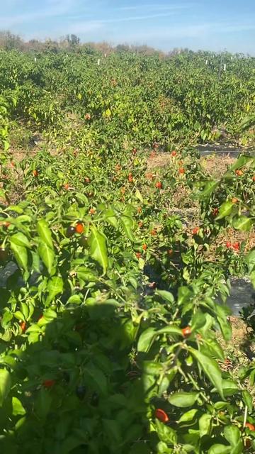 @B.A Organic Farm(380)209-9752