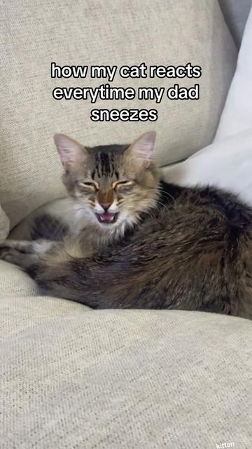 @Mia kittens