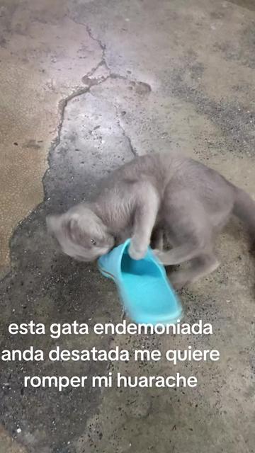 @Tatis Hernandez