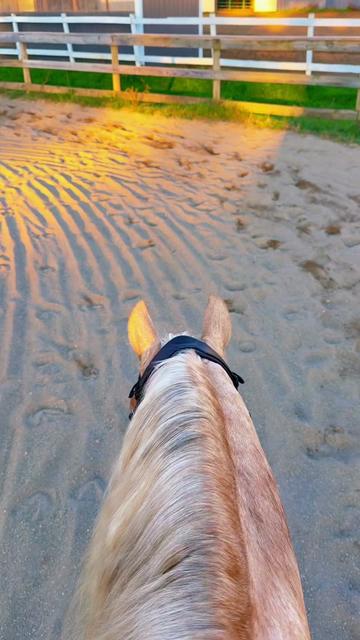 @Free Spirit Equestrian