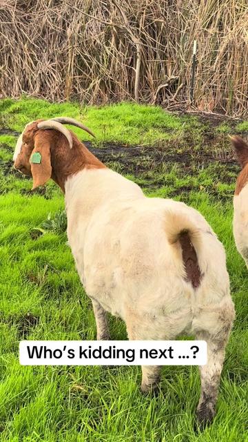@Riverraisedboergoats
