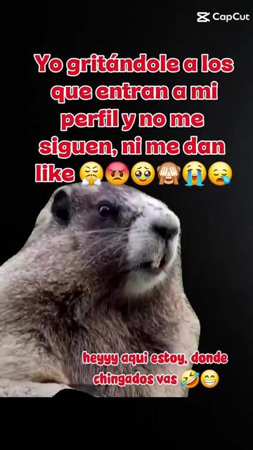 @Mundo Animal