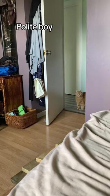 @Reznor_the_cat🪽