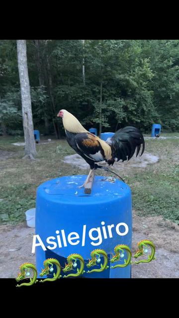 @Dragon game farm