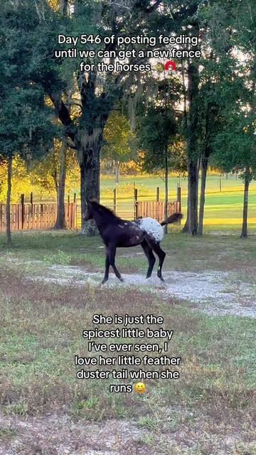 @jesswithallheranimals