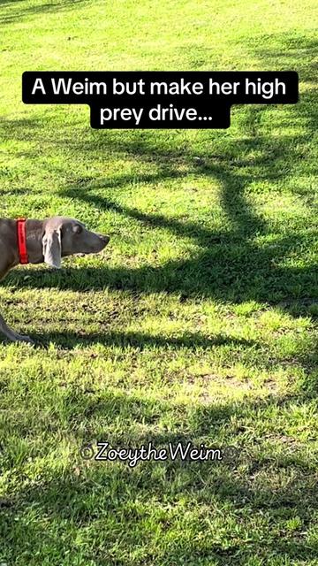 @Zoey the Weim