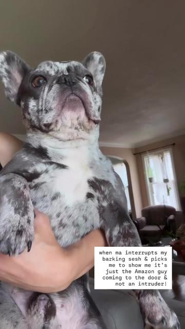 @Fly Lil Frenchie From OKC