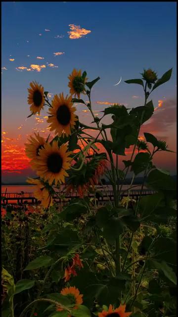 @Beauty of nature❤️
