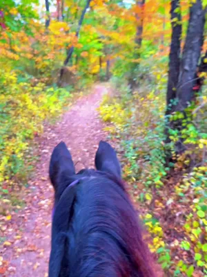 @Free Spirit Equestrian