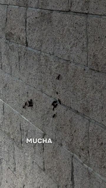 @Tzukasa