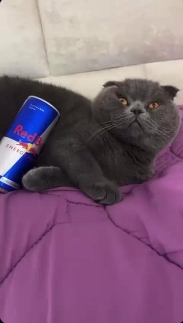 @BOBI🐈&zwj;⬛