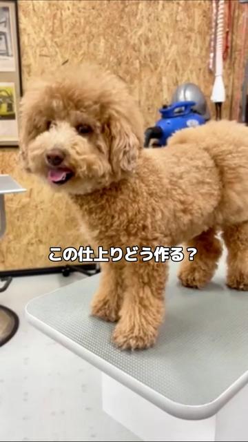 @Svans(スバンス)|トリマー向けシザー&バリカン専門