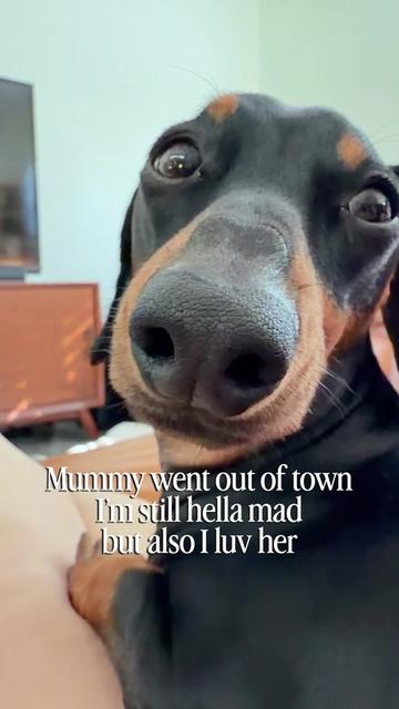 @Penny the Dachshund