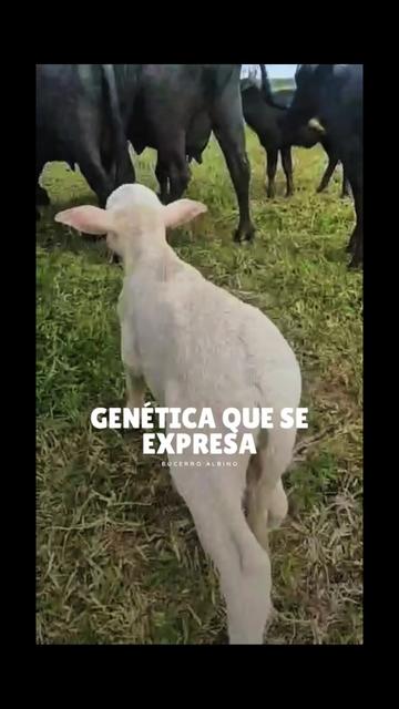 @Rehagronegocios