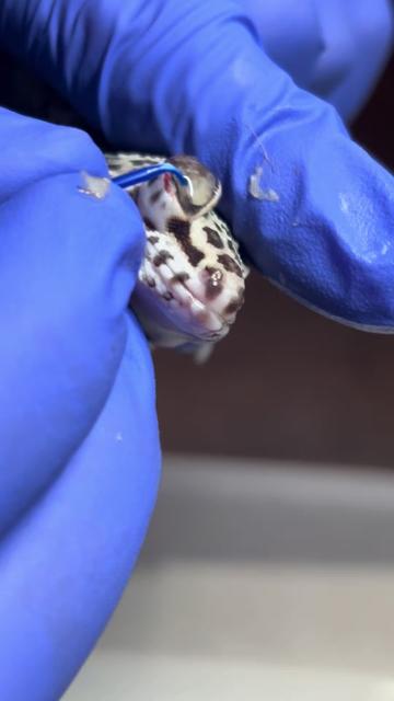@BeWild Reptile Rescue