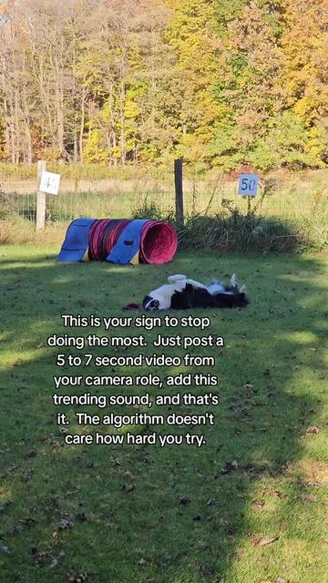 @Zedthebordercollie🇨🇦