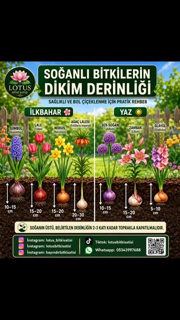 @Lotus bitki satışı