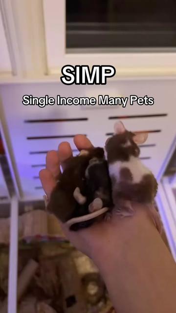 @thatweirdanimalgirl