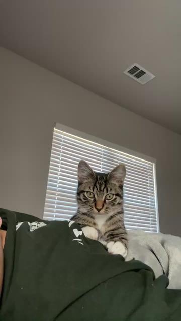 @KittyFam