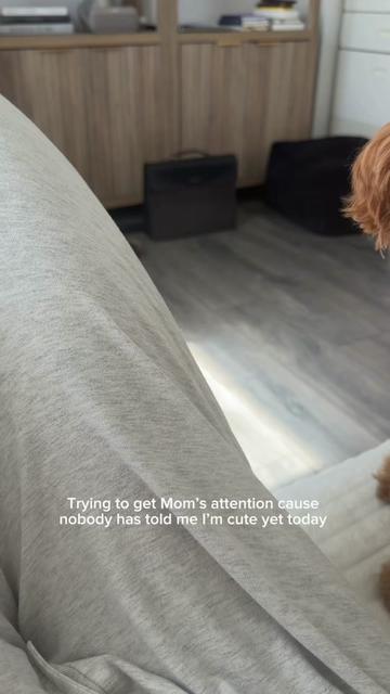 @Honey The Pomapoo 🧸