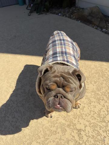 @RawlsTheBulldog