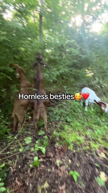 @amazingrazinggoats