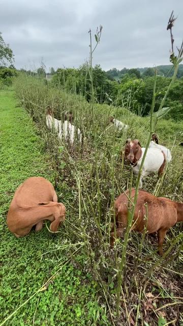 @amazingrazinggoats