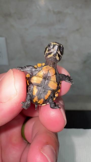 @Tommys_reptiles