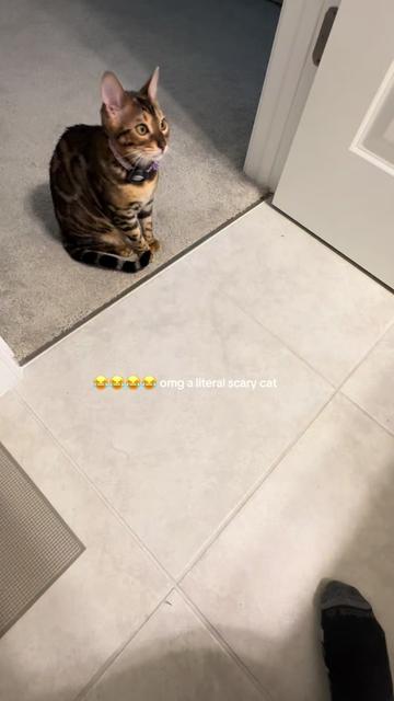 @cleochanelthebengal