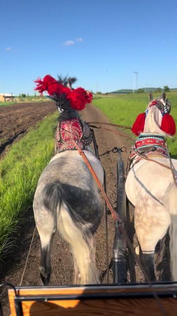@BERTI RANCH 🐎