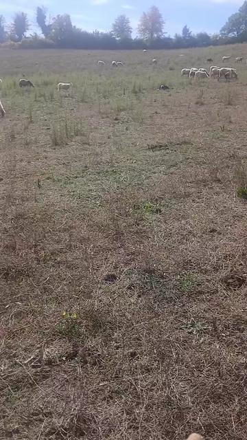 @Amato della vecchia