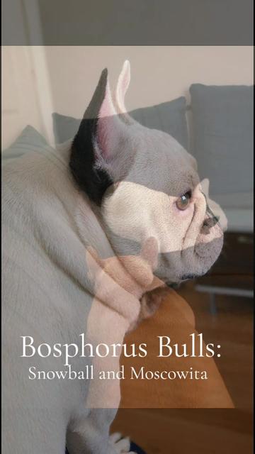 @Bosphorus Bulls French Bulldog