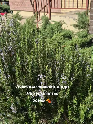 @smart_mom_anapa