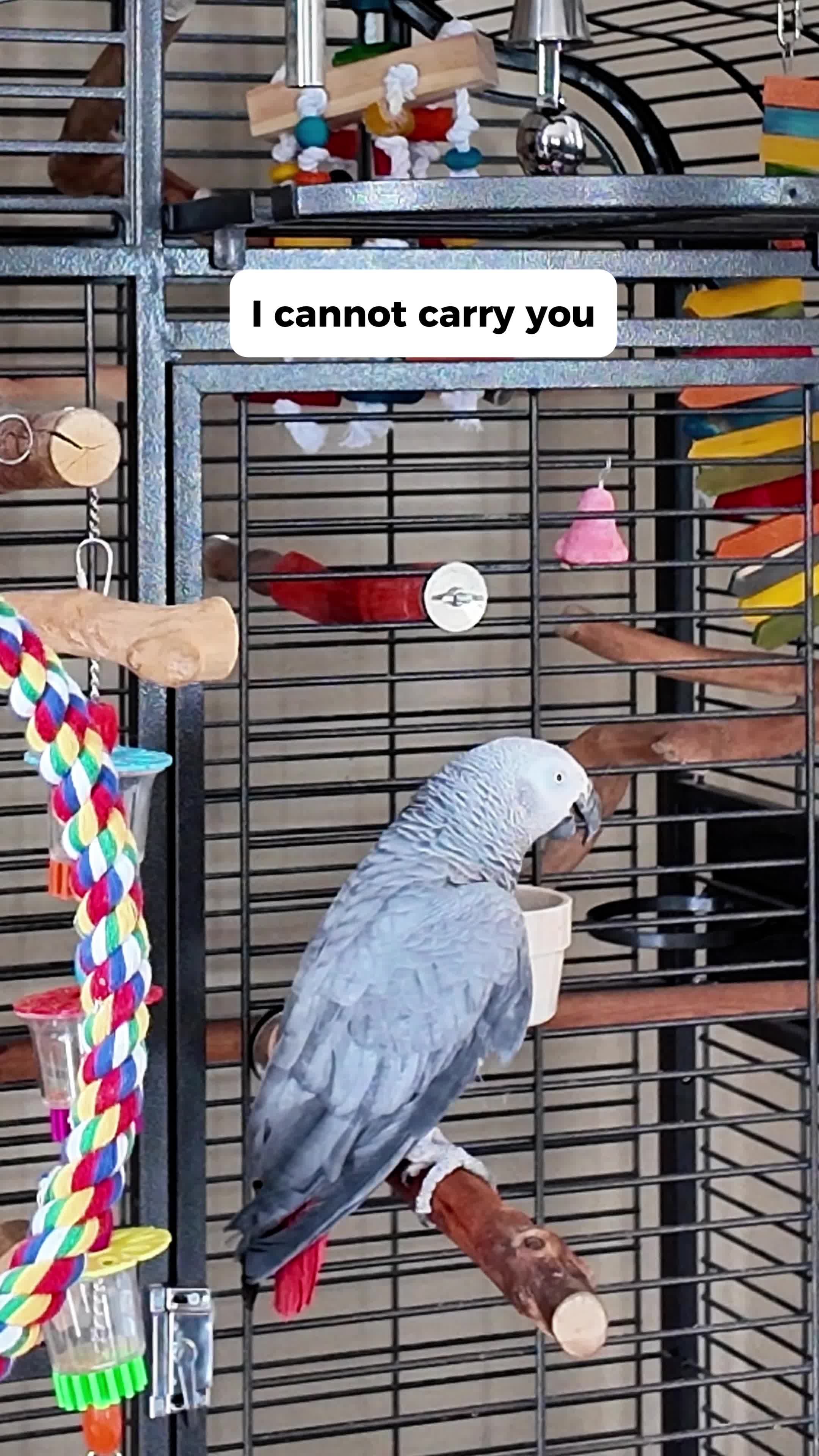 @Gizmo The Grey Bird