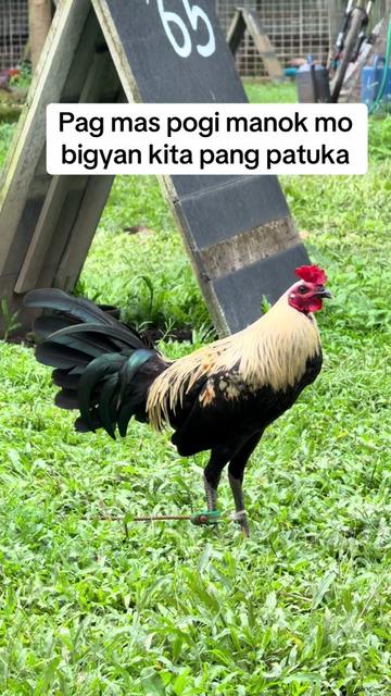 @LA GAME FARM