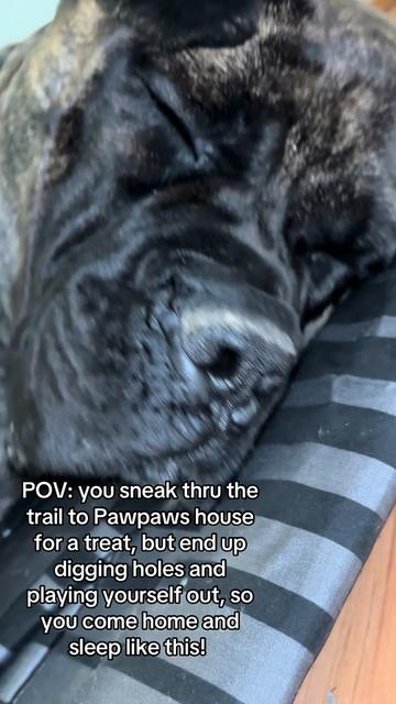 @HULK the mastiff