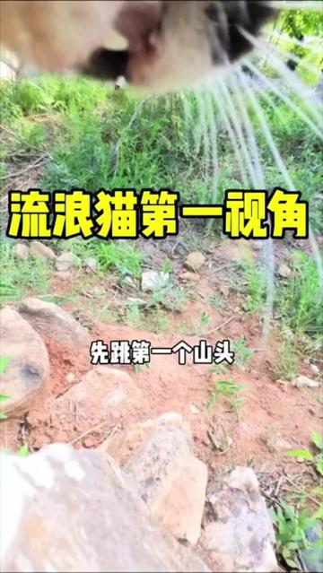 @小可爱猫猫们