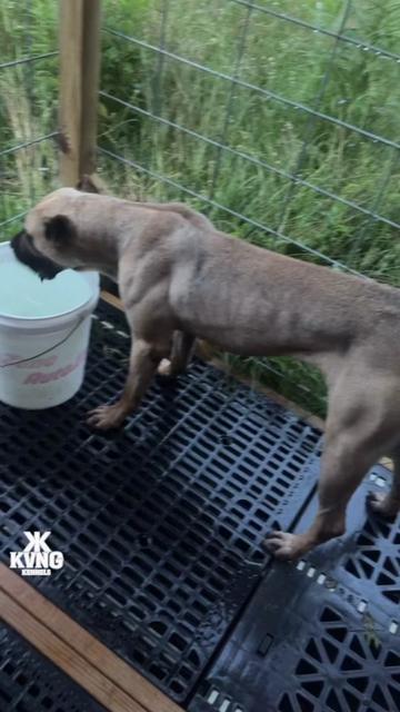 @KVNG KENNELS