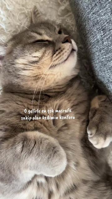 @theozlmm