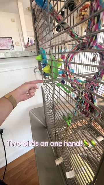 @The budgie trio