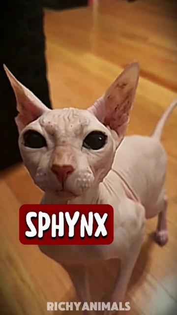 @RichyAnimals